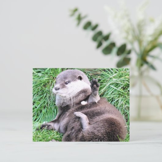 CARTE POSTALE OTTERS (Debout devant)