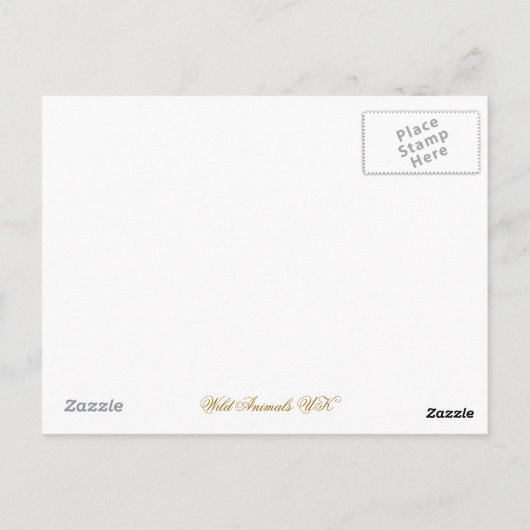 CARTE POSTALE OTTERS (Dos)