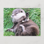 CARTE POSTALE OTTERS (Devant)