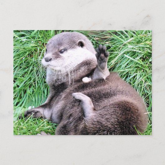 CARTE POSTALE OTTERS (Devant)