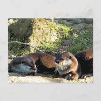 CARTE POSTALE OTTERS