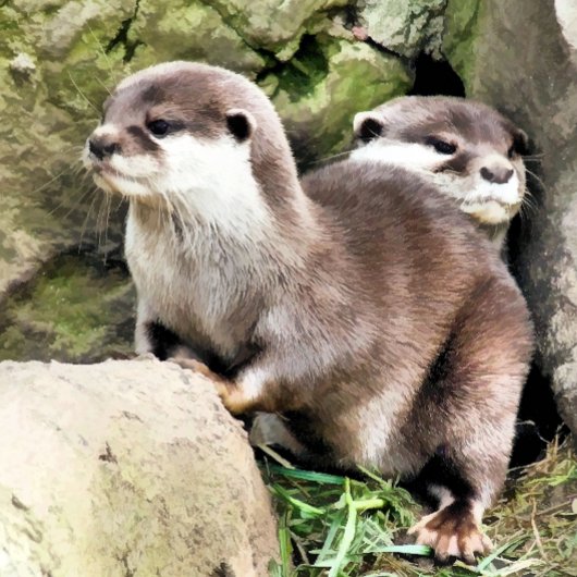 CARTE POSTALE OTTERS
