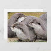 CARTE POSTALE OTTERS COUPÉS (Devant / Derrière)