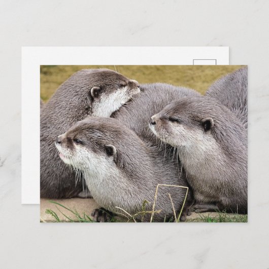 CARTE POSTALE OTTERS COUPÉS (Devant / Derrière)