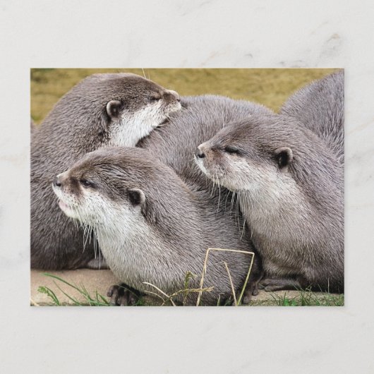 CARTE POSTALE OTTERS COUPÉS (Devant)