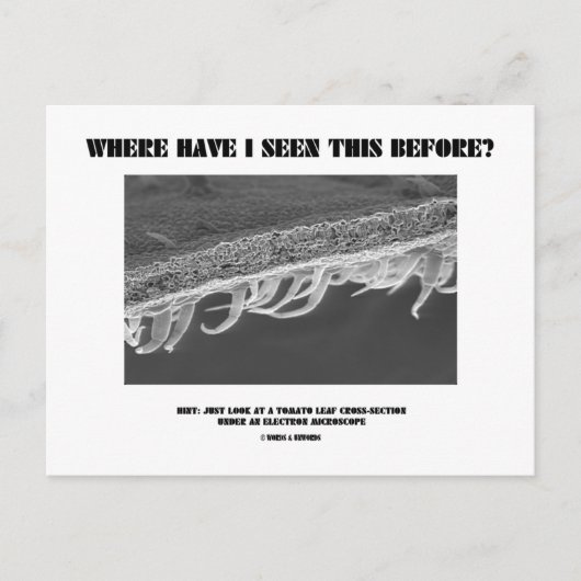 Carte Postale Où Ai-Je Vu Ça Avant ? Feuille de tomate (Devant)