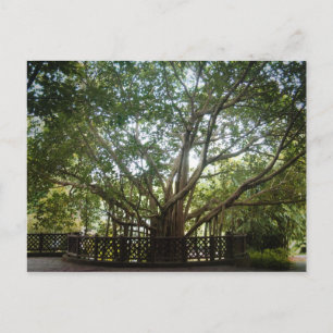 Carte Postale Où commence la vie