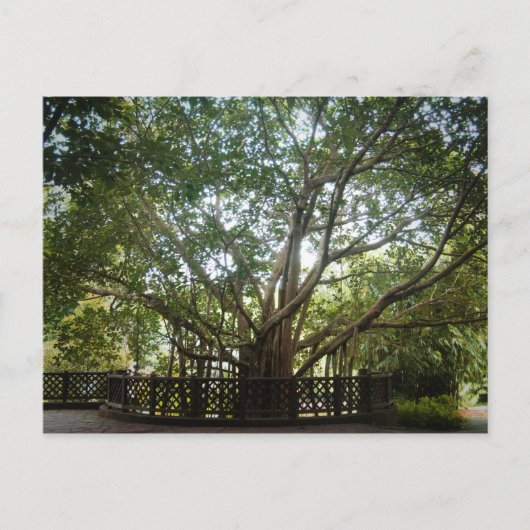 Carte Postale Où commence la vie (Devant)