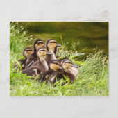 Carte Postale Où est maman ? (Devant)