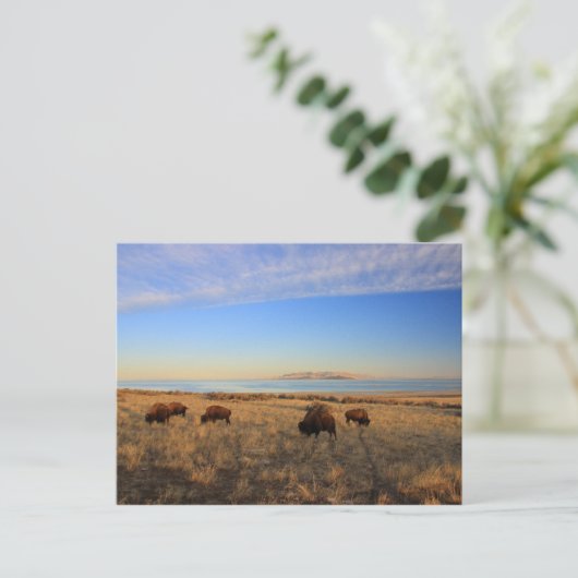 Carte Postale Où Le Buffalo Roam (Debout devant)