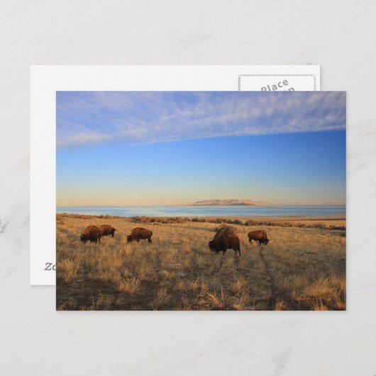 Carte Postale Où Le Buffalo Roam (Devant / Derrière)