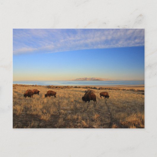 Carte Postale Où Le Buffalo Roam (Devant)