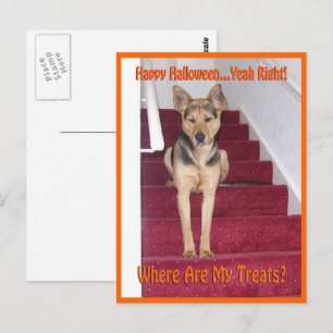 Carte Postale Où sont mes friandises GSD Chien Halloween