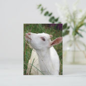 Carte Postale Ouah ! Cette herbe est plus grande que moi (Debout devant)