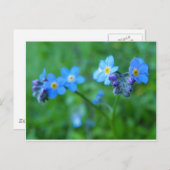 Carte Postale Oublie-moi-pas les bleus (Devant / Derrière)