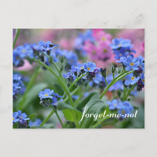 Carte Postale Oublie-moi-pas les fleurs (Devant)