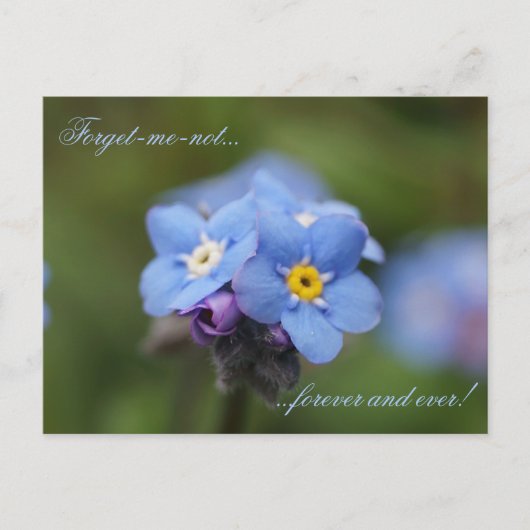 Carte Postale Oublie-moi-pas pour toujours et jamais ! (Devant)