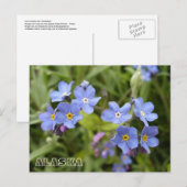 Carte Postale Oubliez-Moi-Nots, Fleur de l'état de l'Alaska (Devant / Derrière)