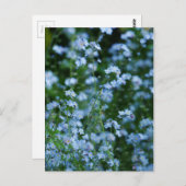 Carte postale Oubliez-moi-pas Fleurs (Devant / Derrière)