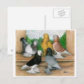 Carte Postale Ouest de l'Angleterre Tumbler Pigeons (Devant / Derrière)