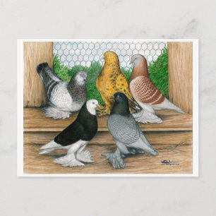 Carte Postale Ouest de l'Angleterre Tumbler Pigeons