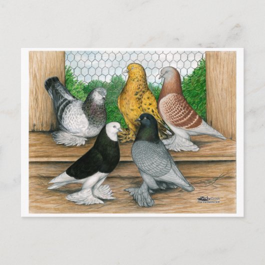 Carte Postale Ouest de l'Angleterre Tumbler Pigeons (Devant)