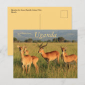Carte Postale Ouganda Kob Queen Elizabeth National Park (Devant / Derrière)