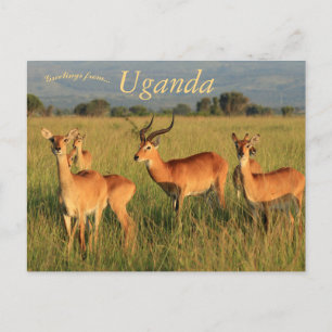 Carte Postale Ouganda Kob Queen Elizabeth National Park