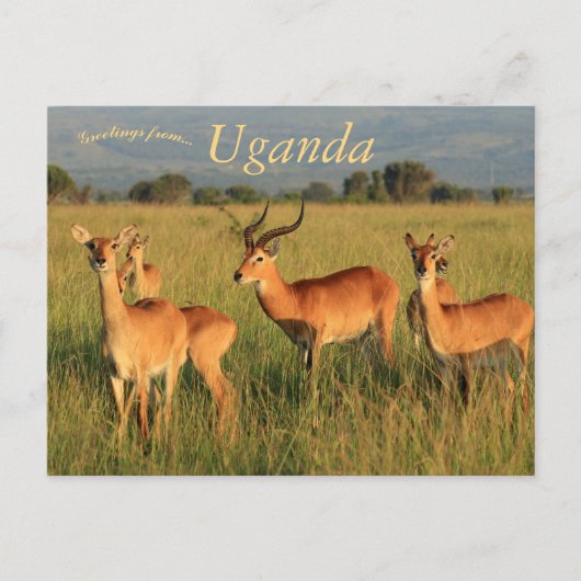 Carte Postale Ouganda Kob Queen Elizabeth National Park (Devant)