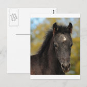 Carte Postale Oui? (Devant / Derrière)