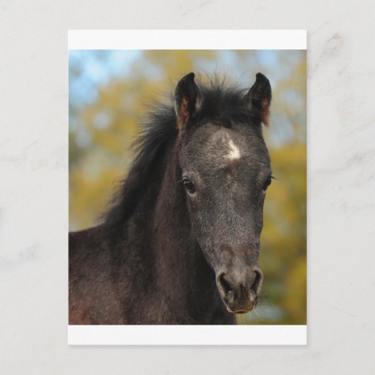 Carte Postale Oui? (Devant)