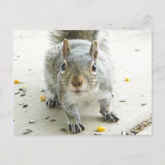 Carte Postale "Oui, J'Aimerais Un Peu De Nourritur (Devant)