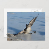 Carte Postale Oups ! (Devant / Derrière)