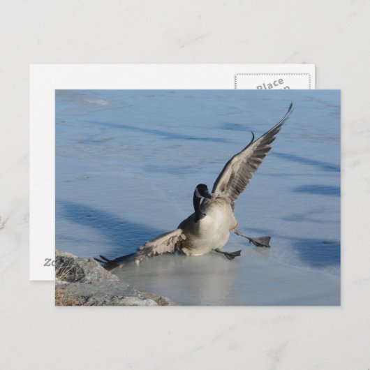 Carte Postale Oups ! (Devant / Derrière)