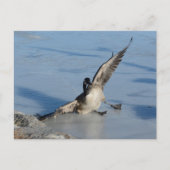 Carte Postale Oups ! (Devant)