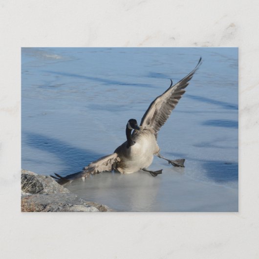 Carte Postale Oups ! (Devant)