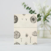 Carte Postale Ourchine (Debout devant)