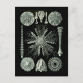 Carte Postale Ourchine (Devant)