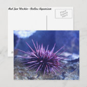 Carte Postale Ourchine de la mer Rouge (Devant / Derrière)