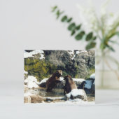 Carte Postale ours (Debout devant)