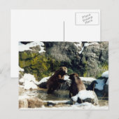 Carte Postale ours (Devant / Derrière)