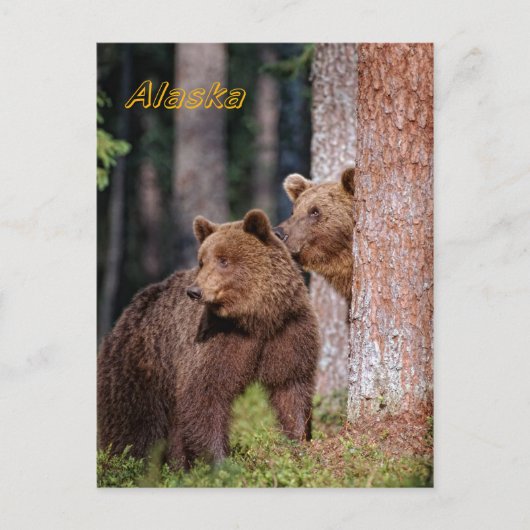 Carte Postale Ours (Devant)