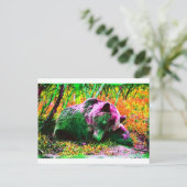 Carte Postale Ours (Debout devant)