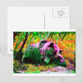 Carte Postale Ours (Devant / Derrière)