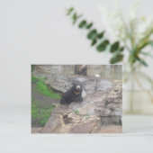 Carte Postale ours (Debout devant)