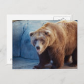 Carte Postale Ours 1 (Devant / Derrière)