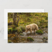 Carte Postale Ours à l'esprit blanc chasse le poisson dans le ru (Devant / Derrière)