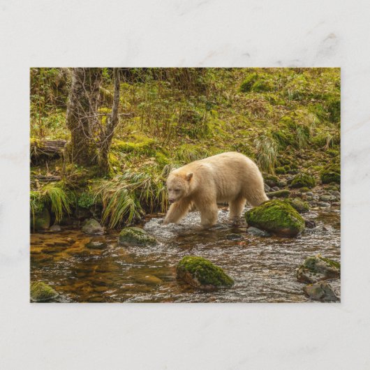 Carte Postale Ours à l'esprit blanc chasse le poisson dans le ru (Devant)