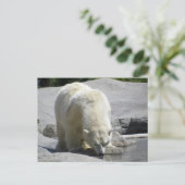 Carte Postale ours blanc (Debout devant)