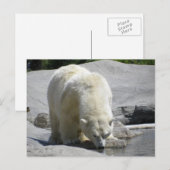 Carte Postale ours blanc (Devant / Derrière)